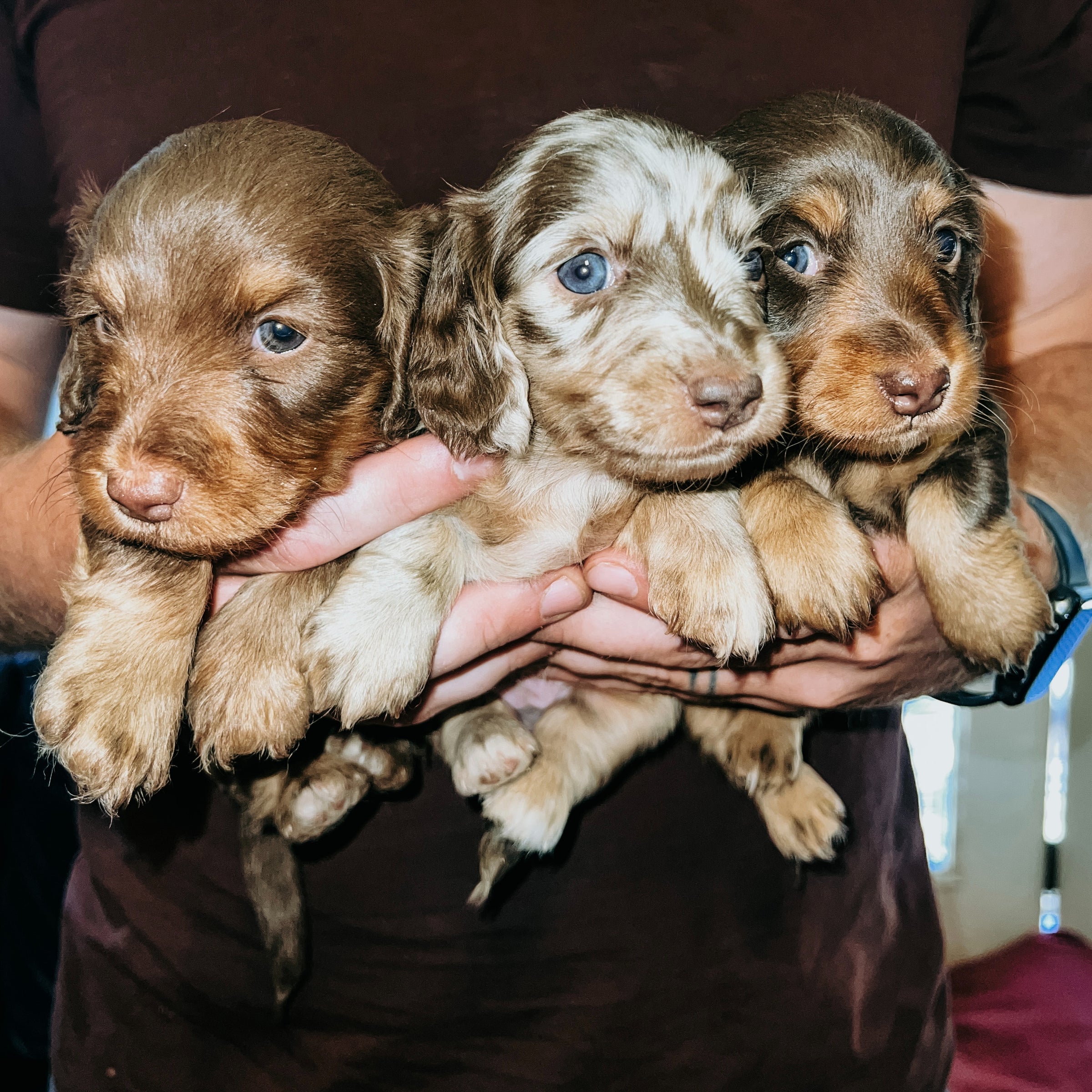 PUPPIES-1 | Wilderness Weenies